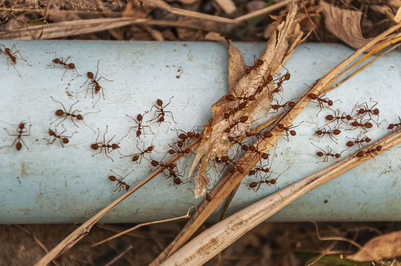 是否可以自行除白蟻？